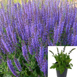 Salvia May Night Pink 1Gallon Plant Wood Sage Plant May Night Sage Plant Meadow Sage Plant Flower Live Plant Gr7