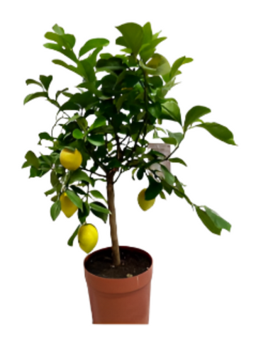 Citrus Limon Santa Teresa Patio Tree 5 Gallon Plant Femminello Lemons Palnt Live Plant Gg7