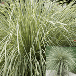 Lomandra Platinum Beauty 3Gallon Lomandra Platinum Beauty Plant Lomandra Longifolia Live Plant Outdoor Fr7