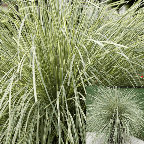 Lomandra Platinum Beauty 3Gallon Lomandra Platinum Beauty Plant Lomandra Longifolia Live Plant Outdoor Fr7