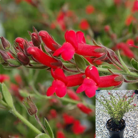 Galvezia Firecracker 5 Gallon Island Bush Snapdragon Gambelia Flower Fr7 Live Plant