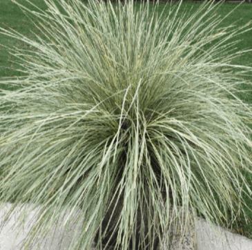 Lomandra Plat Beauty 1 Gallon Plant Longifolia Outdoor Live Plant Gr7