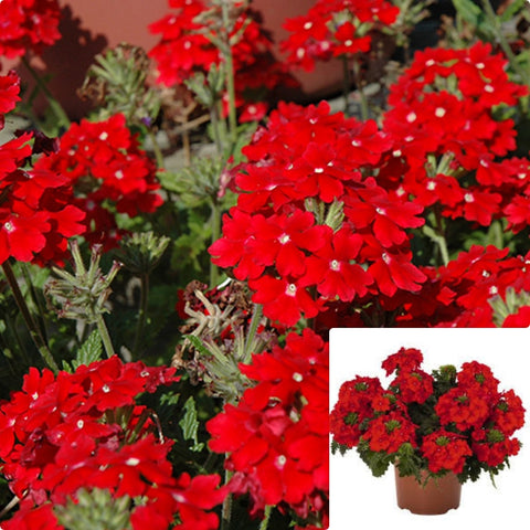 Verbena Aztec Red Velvet 1Gallon Plant Blood Leaf Plant Vervain Or Verveine Plant Red Velvet Plant Flower Live Plant Gr7