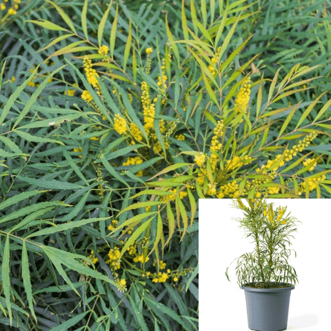 Mahonia Soft Caress 5Gallon Berberis Eurybracteata Yellow Live Plant Outdoor Shrub Gr7
