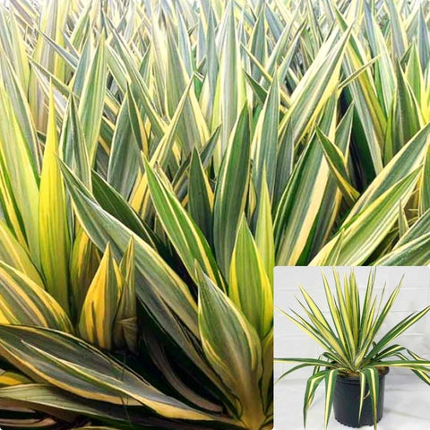 Yucca Filamentosa Color Guard 5Gallon Adam Needle Plant Perennial Succulent Live Plant Ho7