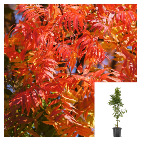 Pistachia Chinensis 5 Gallon Plant Chinese Pistache Palnt Trees Live Plant Gg7