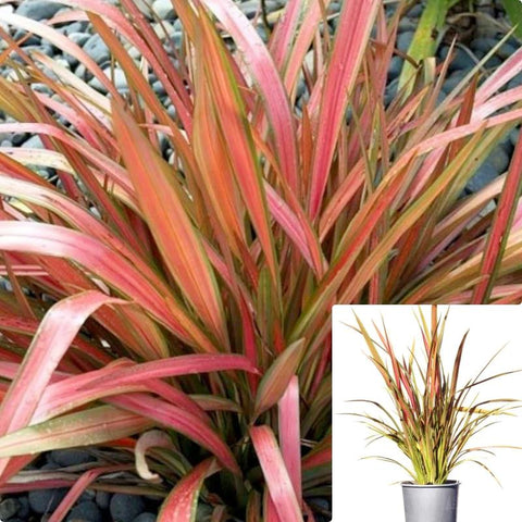 Phormium Jester 3Gallon New Zeal Flax Phormium Jester Treehrubs Plant Grass Live Plant Ho7