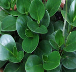 10 Cutting Peperomia Thail Houses Radiator Obtusifolia Rubberplant 3- 5  Long best live Plant Not Rooted