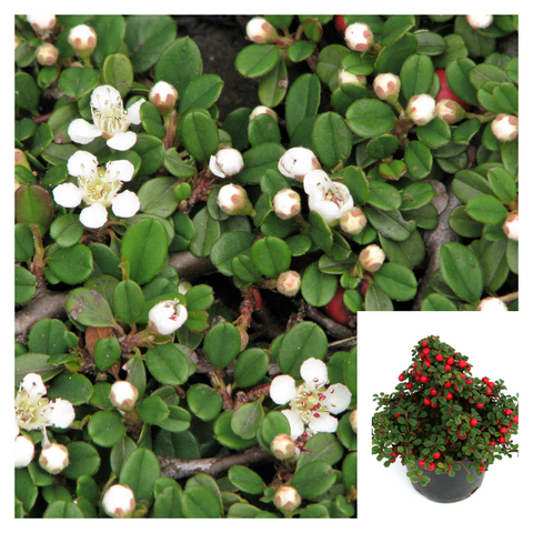 Cotoneaster Streibs Findling 1 Gallon Plant Bearberry Palnt Groundcovers Live Plant Fr7