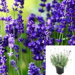 Lavender Elegance Purple 6Inches Plant Perennial Plant English Lavender Mr7