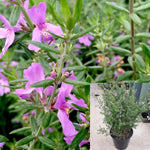 Westringia Blue Gem 5Gallon Plant Native Rosemary Plant Westringia Plant Native Rosemary Plant Flower Live Plant Gr7