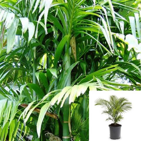 Palm Areca Palm 12-16In 1Gallon Palm Indoor Clean Air Of Toxins House Live Plant Butterfly Palm Green Ht7 Best