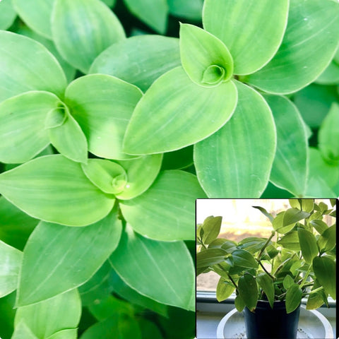 Green Wandering Jew Small Leaf White Flower Spiderwort 4Inches Pot Live Plant Ht7 Best