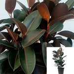 Ficus Rubber 5 Gallon Pot Plant Ficus Elastica Rubber Fig Rubber Plant Burgandy 4-5 Ft Ht7