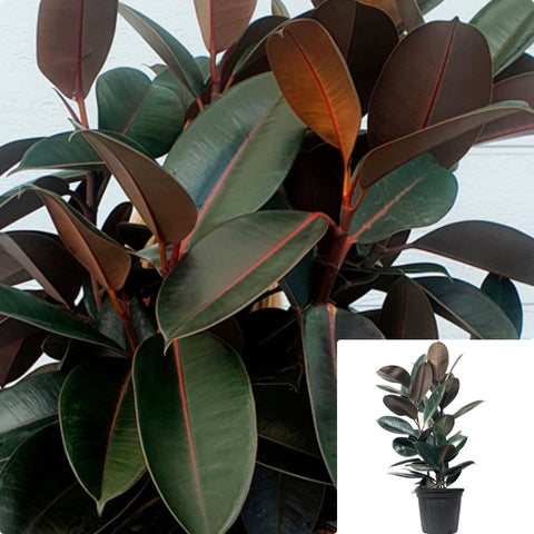 Ficus Rubber 5 Gallon Pot Plant Ficus Elastica Rubber Fig Rubber Plant Burgandy 4-5 Ft Ht7