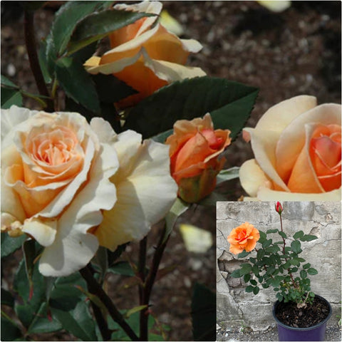 Rosa Tree Brandy 5 Gallon Plant Brandy Hybrid Tea Rose Flower Live Plant Gr7