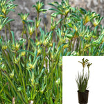 Anigozanthus Aussie Spirit 1Gallon Plant Kangaroo Paw Plant Aussie Spirit Plant Outdoor Live Plant Gr7