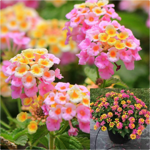 Lantana Pink Caprice 1 Gallon Plant Shrub Lantana Camara Flower Live Plant Gr7