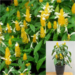 Shrimp Yellow 1 Gallon  Lollypops Plant Golden Candles Plant Golden Shrimp Live Plant Ht7