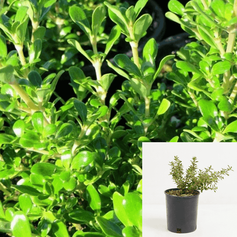 Coprosma Vista Verde 1Gallon Mirror Coprosma Petriei Prostrata Verde Vista Creeping Coprosma Evergreen Live Plant