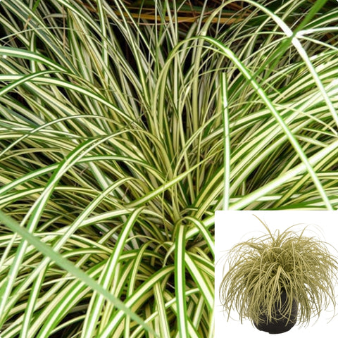 Carex Hac Evergold 1Gallon Carex Hachijoensis Evergold Plant Evergold Striped Weeping Sedge Plant Grass Outdoor Live Pla