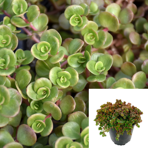 Sedum Succulent Coral Reef Plant Chinese Sedum 4in pot tetractinum Succulent groundcover Live Plant ht7 Best