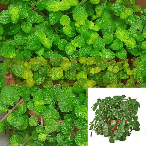 Hanging Creeping Charlie 6inches Plant Plectranthus Begonia creeping Charlie Green Live Plant Ht7Pr7