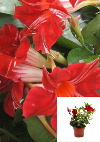 Mandevilla Stars Stripes 5 Gallon Ht7 House Live Plantbell Flowe & Vining Climber Shrub Matur
