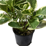 Peperomia Obtusifolia Variegated American Rubber Plant Or Pepper Face 1Gallon Plant Baby Rubberplant Radiator Yellow Ht7