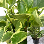 Peperomia Obtusifolia Variegated American Rubber Plant Or Pepper Face 1Gallon Plant Baby Rubberplant Radiator Yellow Ht7