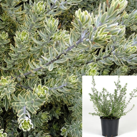 Westringia Fruticosa Morning 5Gallon Plant Light Native Rosemary Plant Coastal Rosemary Plant Coast Rosemary Plant Outdoor Live Plant Gr7