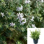 Westringia Mundi 1Gallon Plant Native Rosemary Plant Westringia Plant Low Coast Rosemary Plant Outdoor Live Plant Gr7