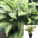 Dieffenbachia Camouflage Plant white Dumb Cane House Live Plant 6 inches Live plant Ht7