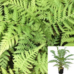 Fern Dicksonia Antartica 5 Gallon Soft Tree Gg7 Man Evergreen Perennial Live Plant