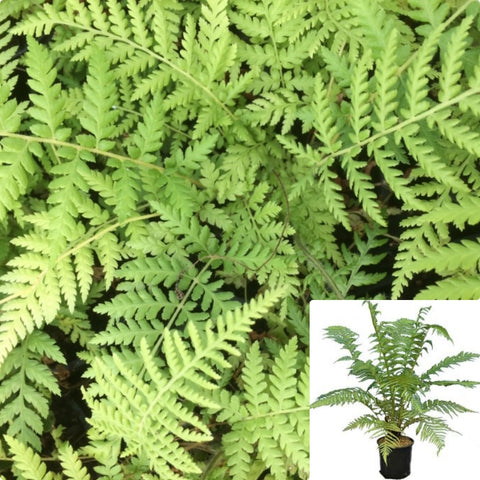 Fern Dicksonia Antartica 5Gallon Soft Tree Fern Gg7 Soft Tree Fern Man Fern Evergreen Fern Perennial Fern Live Plant