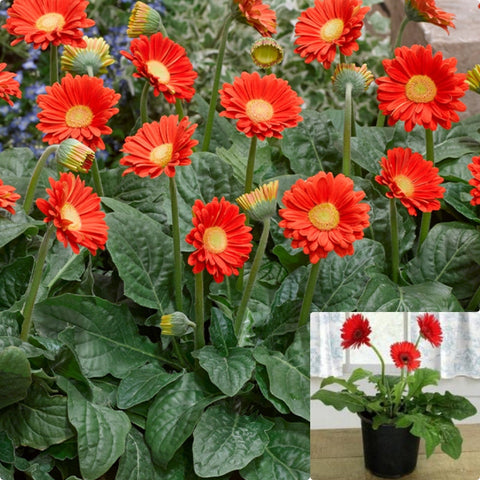 Gerbera Garvinea Sweet Love Bright Red 1 Gallon Plant Daisies Jamesonii Flower Live Plant Ho7