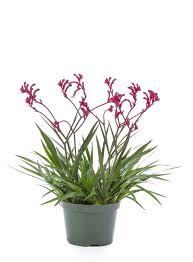 Anigozanthos Pink Beauty 5Gallon Plant Kangaroo Paw Pink Beauty Plant Anigozanthos Hybrid Pink Plant Outdoor Bush Live P