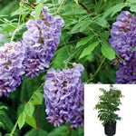 Wisteria Blue Moon 5Gallon Plant Wisteria Plant Blue Moon Plant Kentucky Wisteria Plant Flower Live Plant Gr7