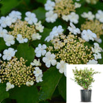 Viburnum Trilobum Alfredo Compact White Plant American Cranberry Bush 5Gallon Live Plant Ht7 Best