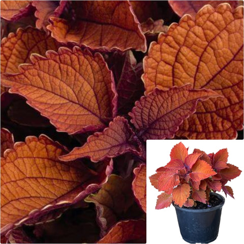 Coleus Wall Street 6 inches Plant Sun Coleus Indoor Plant Painted Nettle Live Plant Pr7