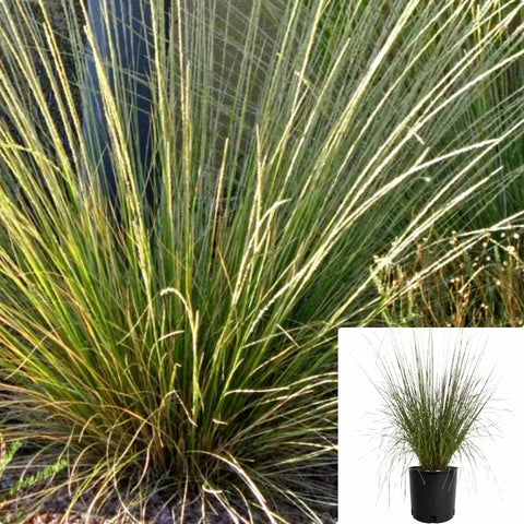 Muhlenbergia Dubia 5Gallon Pine Muhly Grassmuhlenbergia Dubia Herons Plant Grass Live Plant Fr7