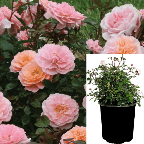 Rosa Drift Apricot 2Gallon Apricot Drift Groundcover Rose Rose Plant Flower Outdoor Live Rose Plant Gr7