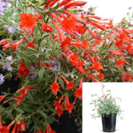 Zauschneria Californica Rout 1Gallon Plant California Fuchsia Plant Zauschneria Plant Hummingbird Trumpet Plant Flower Live Plant Gr7