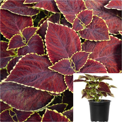 Coleus Broad street 4 inches Plant Sun Coleus Indoor Plant Painted Nettle Live Plant Pr7