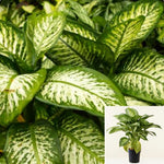 Camille Dieffenbachia Plant Dumbcane Indoor HousePlant 8In pot 2 3 ft tall Live Plant ht7