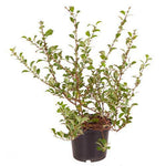 Chaenomeles Clarks White 5 Gallon Plant Flowering Quince Japanese Live Plant
