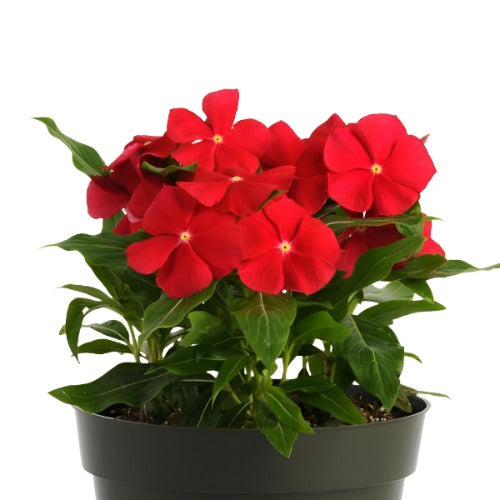 Vinca Red Pacifica 4 inches Plant Vinca Periwinkle Indoor Live Plant P