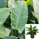 Philodendron Imperial Green Plant 5Gallon 3Ft Imperial Green Philodendron Plant Sweet Heart Plant House Live Plant Ht7