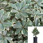 Pittosporum Cream De Mint Plant Mock Orange 5Gallon Live Plant Outdoor Plant Shrub Gr7 Bushes