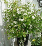 Spiraea Vanhouttei 1 Gallon White Bridal Wreath Spirea Plant Flower Live Plant Mr7